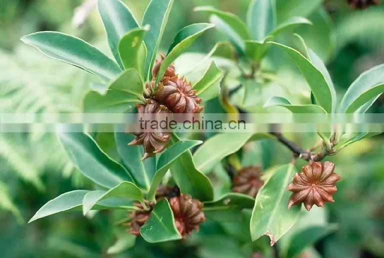 NATURAL HARVEST STAR ANISE FROM VIETNAM(Viber/Whatsaap: +84965152844)