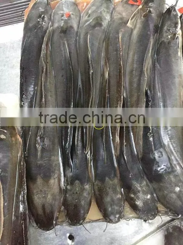 Frozen catfish for African Market Sale