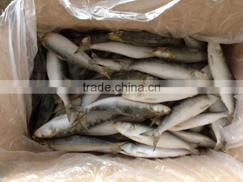 frozen sardine fish