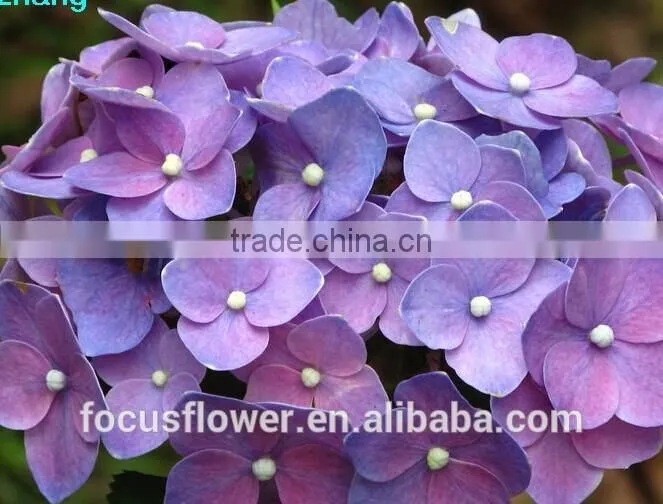 Cut Fresh Dark Purple Hydrangea Silk Flower Heads