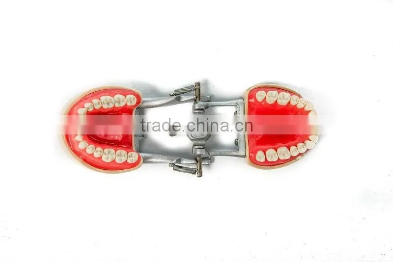 promotional dental model