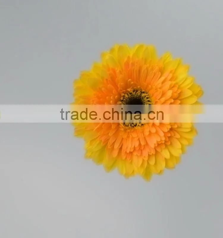 Color Champagne pure yellow gerberas