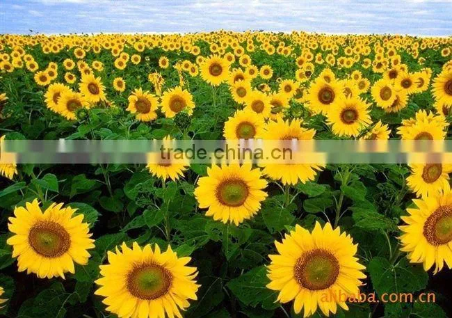 2015 new crop American sunflower seeds 5009
