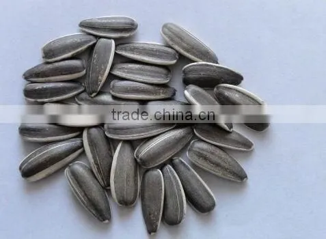 New Crop high quality Chinese Sunflower seed 5009/3638/0409/363 on promotion for europ