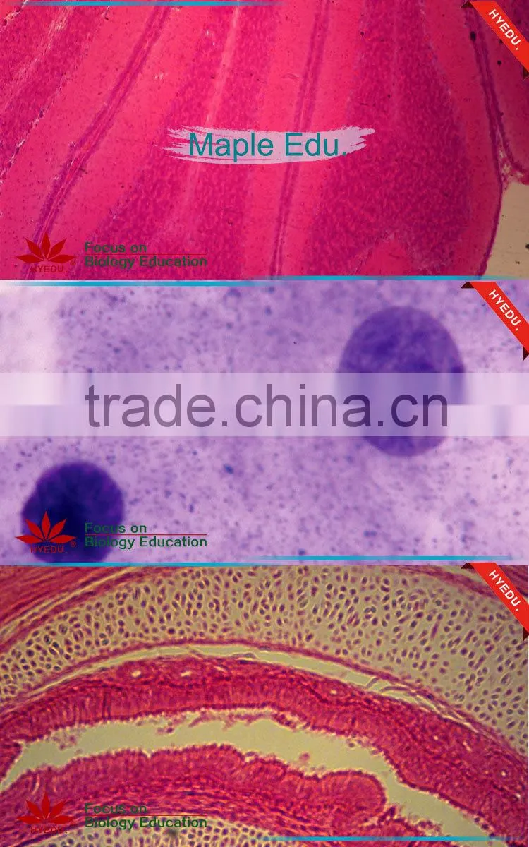 25pcs Hot Sale Plant,Animal,Microbiology,Mixed Prepared Slides set