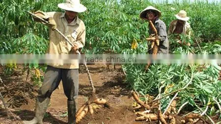New crop Vietnam Tapioca chip/Cassava chip for importer