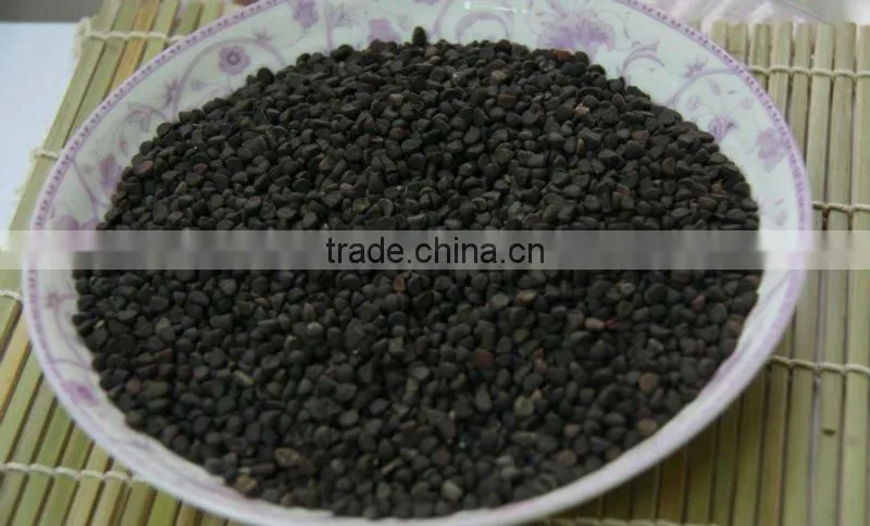 high quality pure seeds morning glory