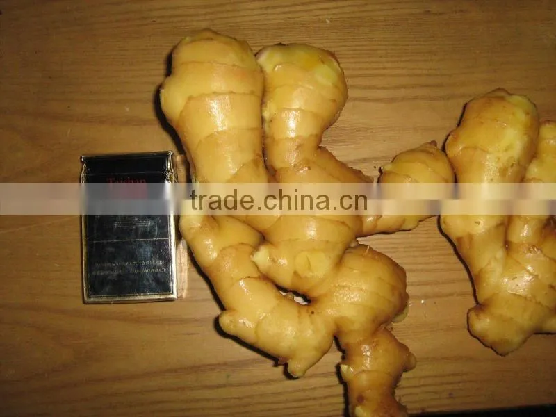 New Crop 2013 Fresh Ginger