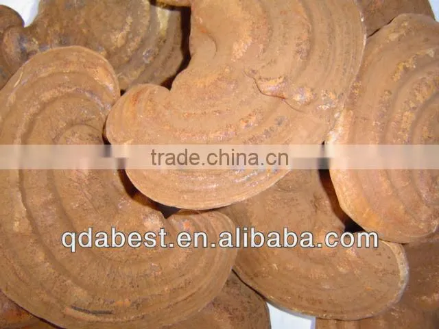 Ganoderma Lucidum