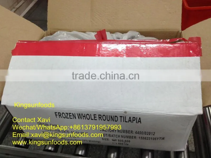 Whole Sale Frozen Farmed Raised W/R Tilapia Fish