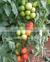 SQ08 Yuzhu round shape squash seeds for planting, different types of squash seeds
