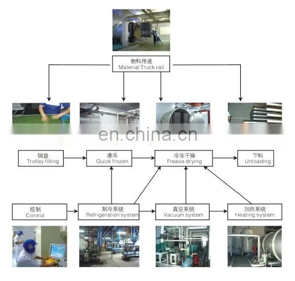 fruit chips Vacuum Freeze Drying Machine