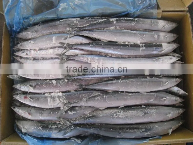 seafrozen pacific saury wr