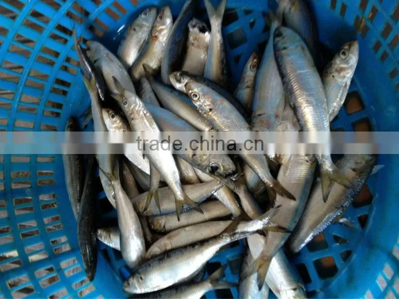size 20-30pcs/kg whole round Frozen Sardine fish for sale