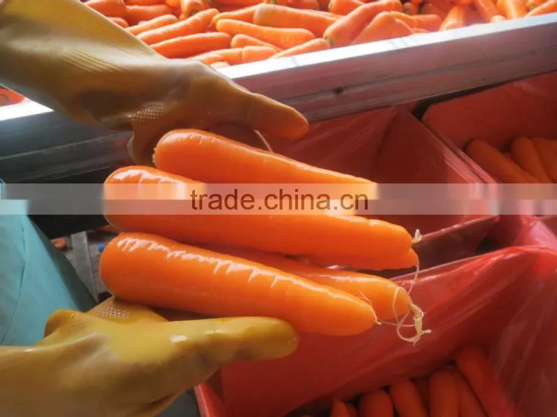 carrots agricultural crops of China