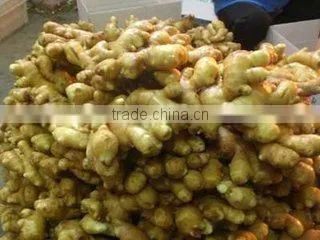 Exporting Young Fresh Spicy Ginger Best Price