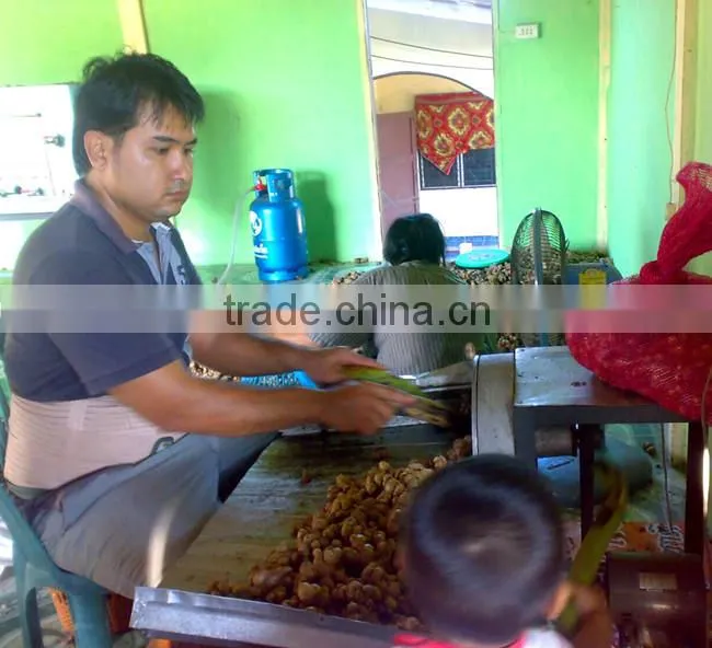 Dried Thai herbal Kaempferia Parviflora Black Ginger Root