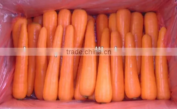 China new crop fresh carrot