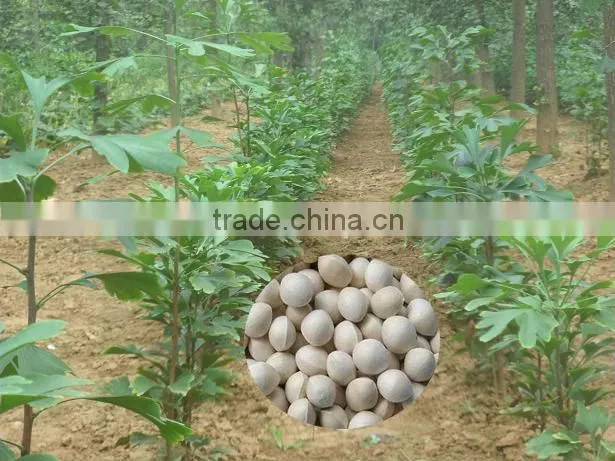 Top Quality Ginkgo seeds Supplier Tree Seeds For Growing