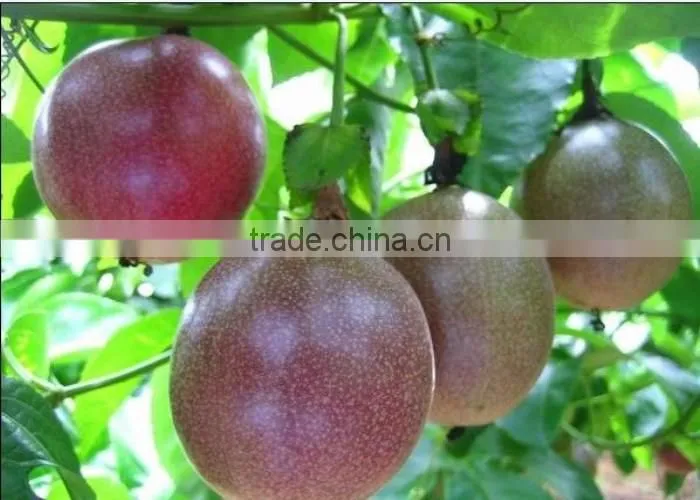Passion fruit tree seedling
