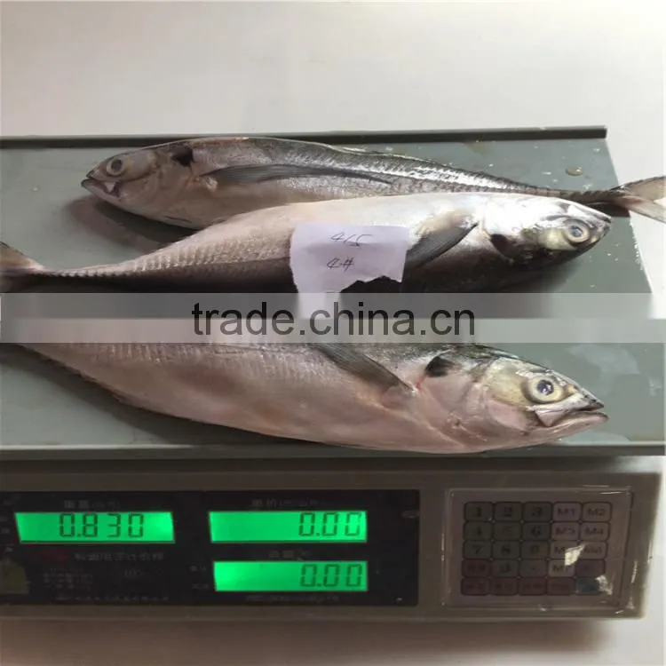 Frozen horse mackerel fish whole horse mackerel hardtail scad