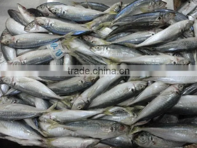 sea frozen horse mackerel