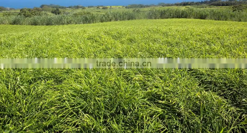 Good price Yellow Frozen Ginger Root