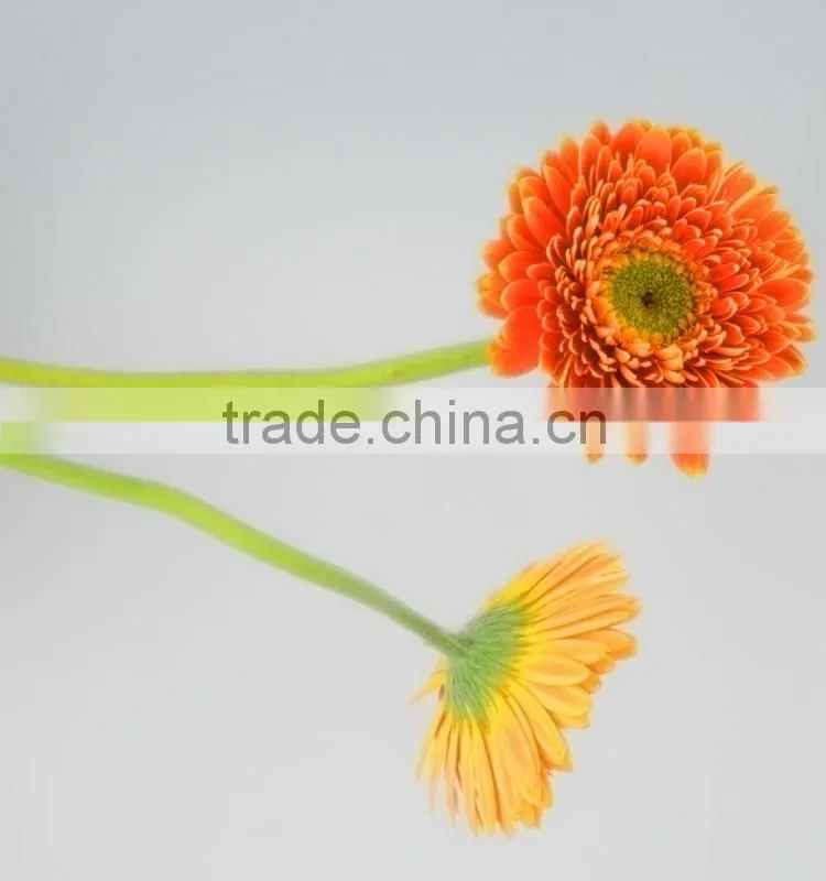 Fresh cut Golden Sun single gerbera from guangdong