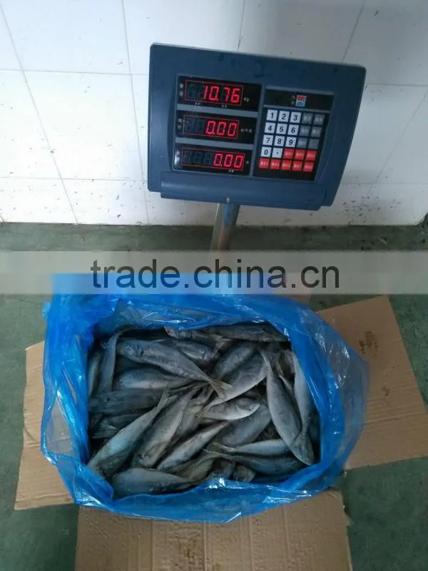 frozen horse mackerel whole round