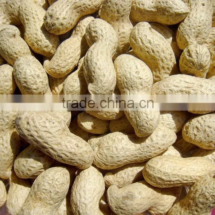 New Crop Chinese Raw Peanut In Shell 9/11