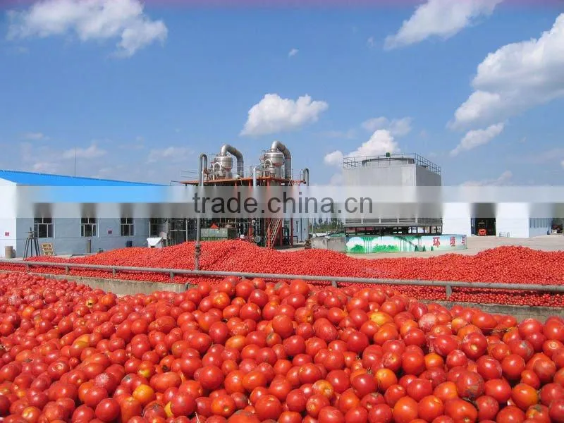 2016 New sauce canned tomato paste
