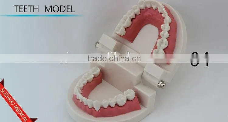 Teeth care model