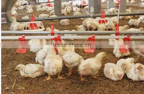 Automatic Poultry Feeding System/Auger Feed System For Poultry