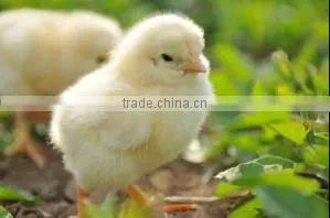 Hot sale 96 eggs incubator /mini egg incubator