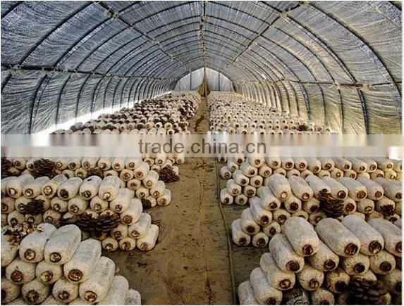 hot sale single tunnel greenhouse for mushroom