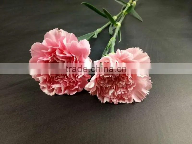 Wedding Decoration Centerpieces Fresh Cut Flower Carnation Exporting From Yunnan