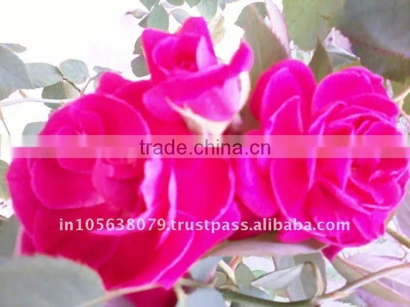 Rose Absolute oil