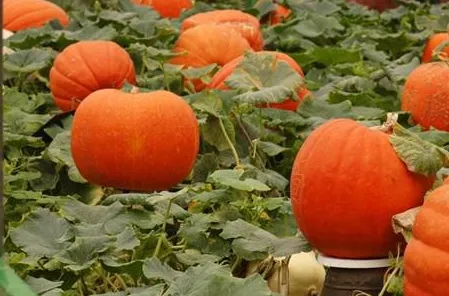 Pumpkin Fruit Processing Production Line Equipment Manufacturing, Pumpkin Pulp Processing Machinery, Pumpkin Juice Processing