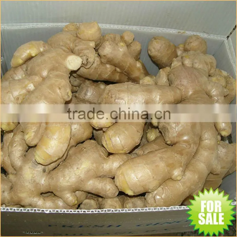 China fresh ginger with lowest price 22kg/mesh bag