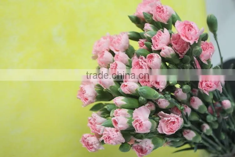 Reasonable price top sell carnation of fresh flower for decoration