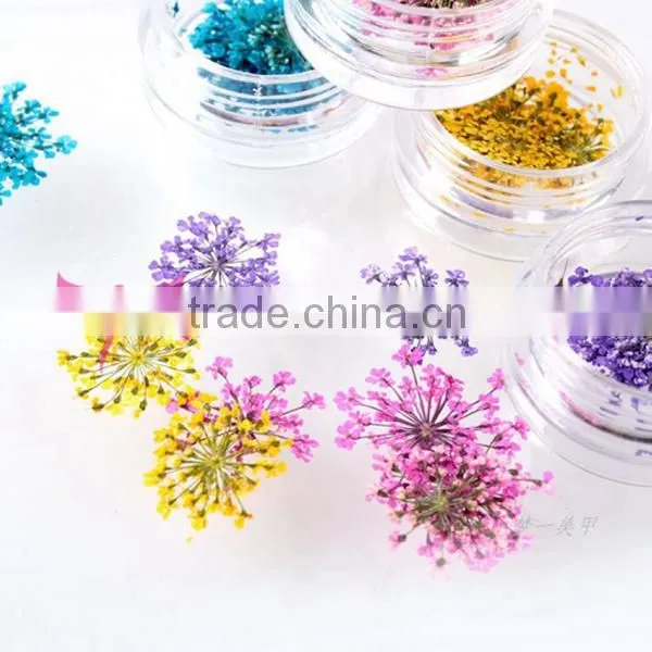 wholesale Nail Art Dry Dried Flowers Decoration With Mix Different Colors