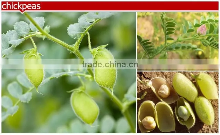 competitive prices china xinjiang Kabuli Chickpeas in bulk