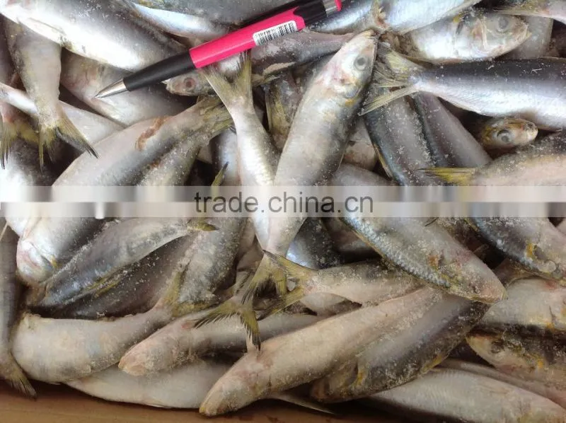 good quality whole round sardine 20-30pcs/kg in 2016