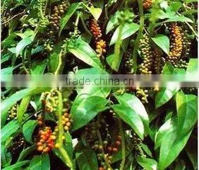 White pepper spice