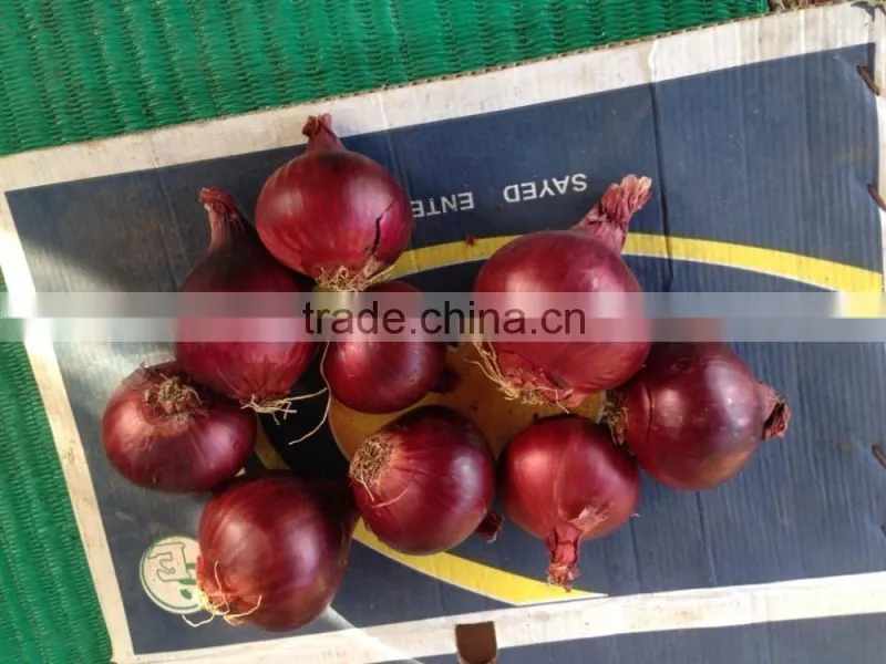 Fresh yellow onion exporters in Egypt