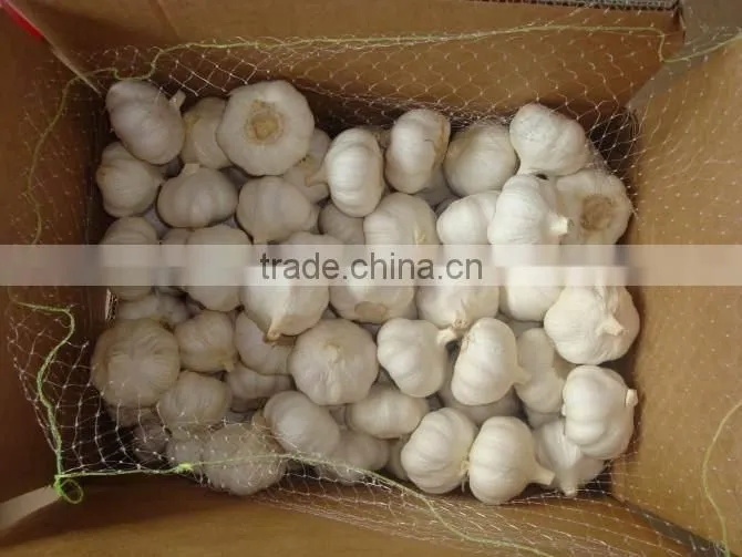 Excellent Chinese Normal White Garlic