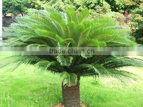 Cycas revoluta .