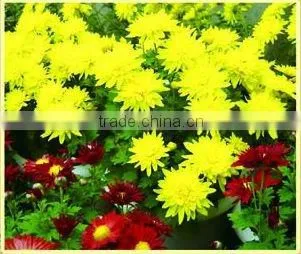 Chrysanthemum Chinese Herb Medicines