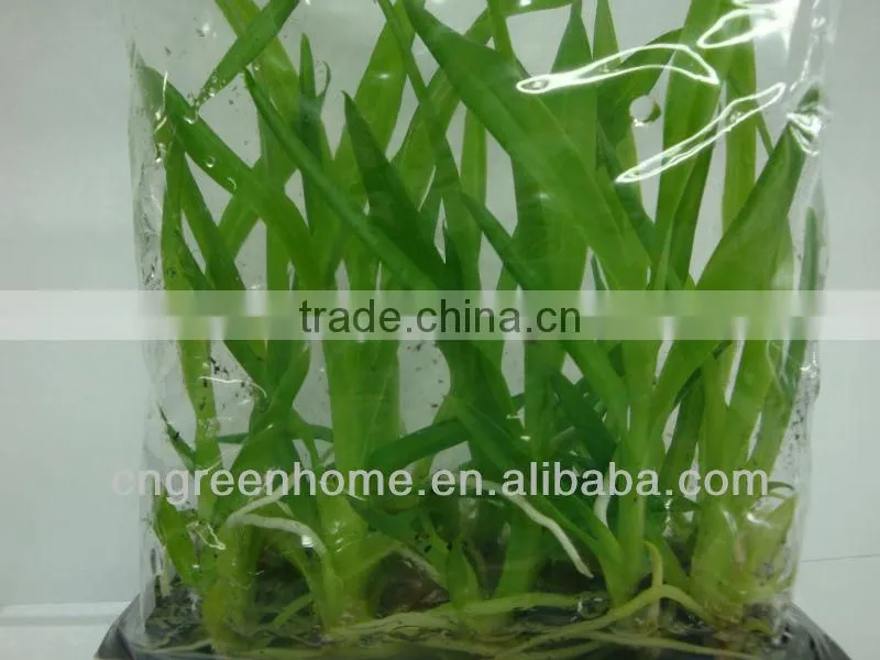 Oncidium plant