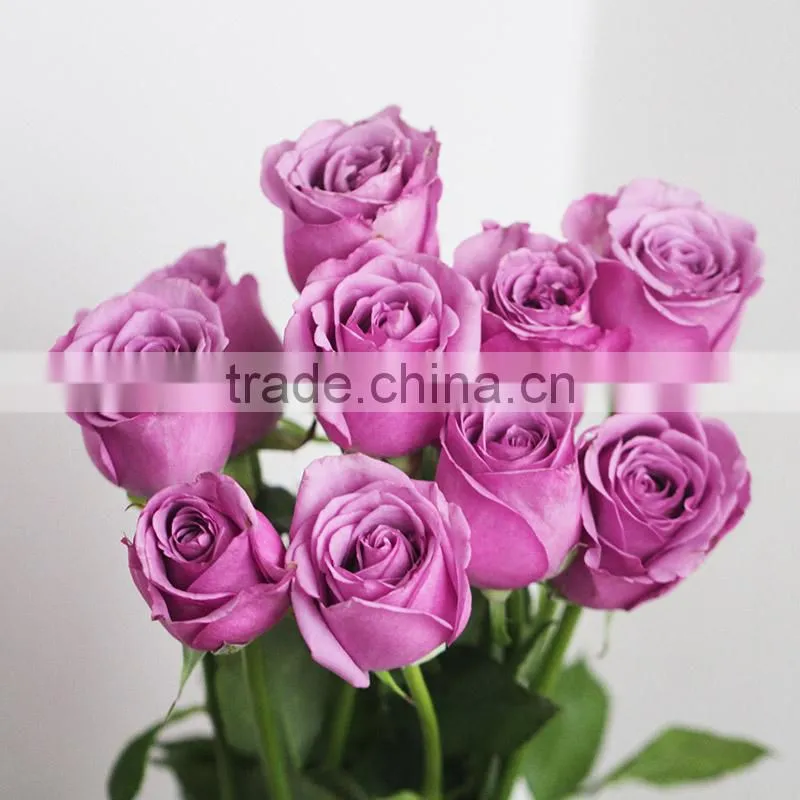 Supply various colors fresh rose flowers from Kunming plants base